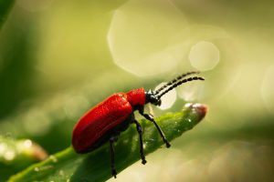 jak chronić ogród przed insektami